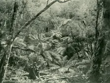 In the Dandenong Ranges 1901. Creator: Unknown