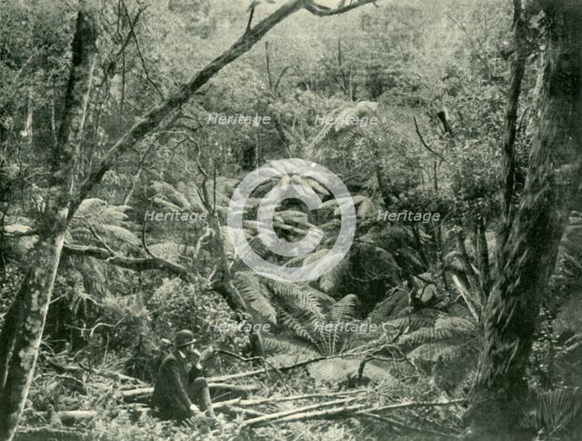 'In the Dandenong Ranges', 1901. Creator: Unknown.