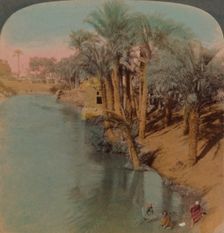 In the Fayum, the richest Oasis in Egypt on Bahr Yussef (River Joseph), to the Nile 1902. Artists: Elmer Underwood, Bert Elias Underwood