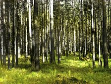 In the forest, 1912. Creator: Sergey Mikhaylovich Prokudin-Gorsky