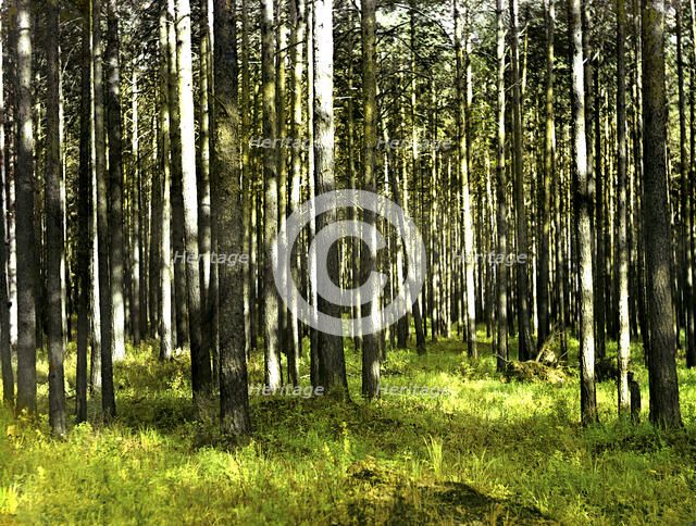 In the forest, 1912. Creator: Sergey Mikhaylovich Prokudin-Gorsky.