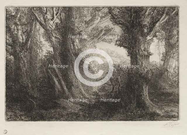 In the Forest at Conteville. Creator: Alphonse Legros (French, 1837-1911).