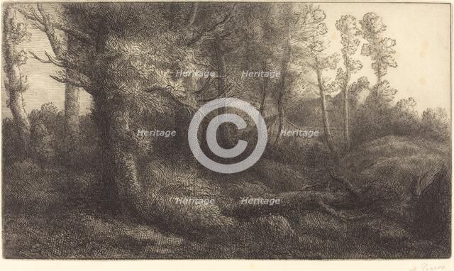 In the Forest (Lisiere de foret). Creator: Alphonse Legros.