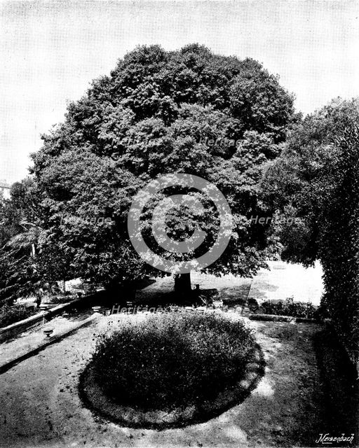 In the grounds of the Château Thorenc, Cannes, 1895. Creator: George Meisenbach.