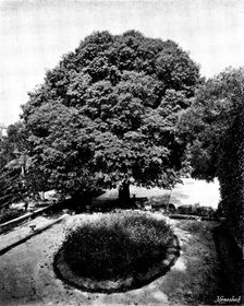 In the grounds of the Château Thorenc, Cannes, 1895. Creator: George Meisenbach
