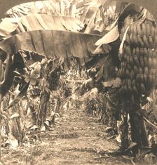 In the Heart of a Banana Plantation, Hawaiian Islands 1901. Creator: Works and Sun Sculpture Studios