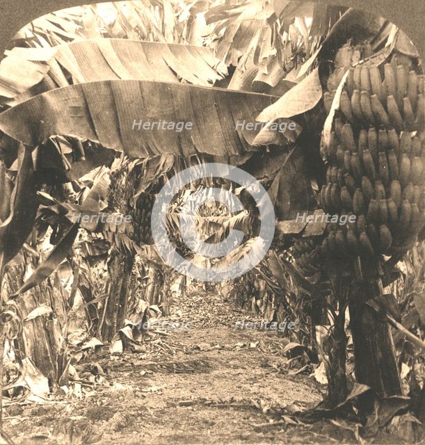 'In the Heart of a Banana Plantation, Hawaiian Islands', 1901. Creator: Works and Sun Sculpture Studios.