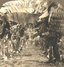 In the Heart of a Banana Plantation, Hawaiian Islands 1901. Creator: Works and Sun Sculpture Studios