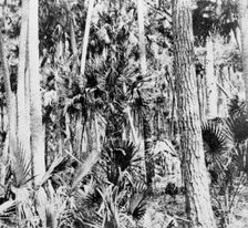 In the jungle, India, c1900s
