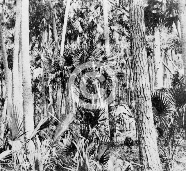 In the jungle, India, c1900s. Artist: Unknown