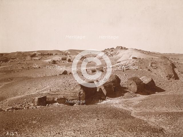 In the Petrified Forest (General View, Middle Park), c.1895-1897. Creator: Vroman, A.C.
