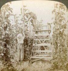 In the Rich Hop District, Training the Vines, White River Valley, Washington USA.Artist: Underwood & Underwood