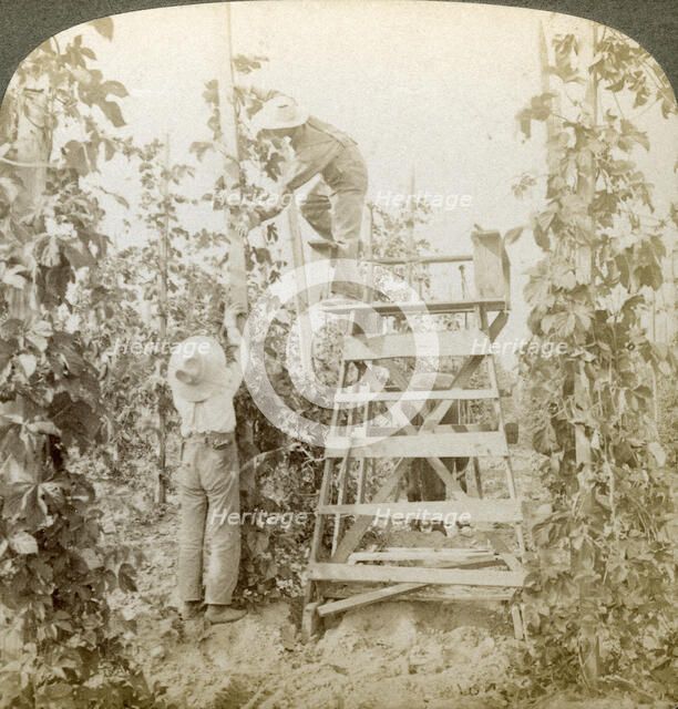 'In the Rich Hop District, Training the Vines, White River Valley, Washington', USA.Artist: Underwood & Underwood