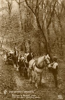 In the Shady Woods late 19th or early 20th century