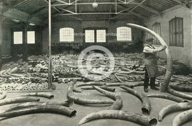 "In the Warehouses of the P.L.A. with their Accommodation for a Million Tons" - Ivory Show Floor..., Creator: Unknown.
