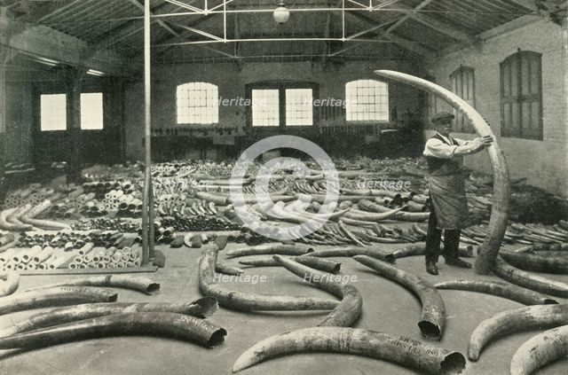 "In the Warehouses of the P.L.A. with their Accommodation for a Million Tons" - Ivory Show Floor..., Creator: Unknown.
