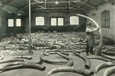 "In the Warehouses of the P.L.A. with their Accommodation for a Million Tons" - Ivory Show Floor..., Creator: Unknown