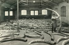 "In the Warehouses of the P.L.A. with their Accommodation for a Million Tons" - Ivory Show Floor..., Creator: Unknown