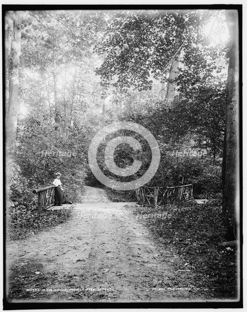 In the woods, Palmer Park, Detroit, between 1890 and 1901. Creator: Unknown.