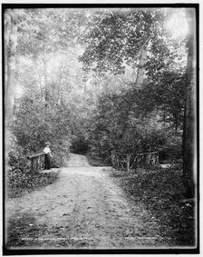 In the woods, Palmer Park, Detroit, between 1890 and 1901. Creator: Unknown