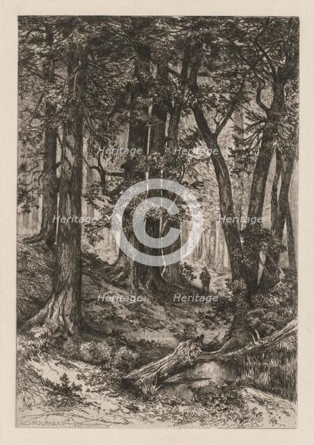 Interior of a California Forest (after Thomas Moran (American, 1837-1926)),, 1888. Creator: Mary Nimmo Moran (American, 1842-1899).