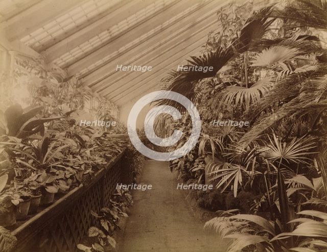 Interior of the Orangery; Tropical Section, 1890. Creator: Unknown.