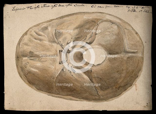 Interior of the base of the human skull, 1854/03/16. Creator: J.C. Whishaw.