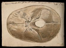 Interior of the base of the human skull, 1854/03/16. Creator: J.C. Whishaw