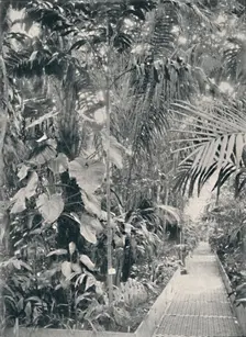 Interior of the Great Palm House, Kew Gardens 1904
