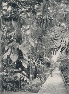 Interior of the Great Palm House, Kew Gardens 1904