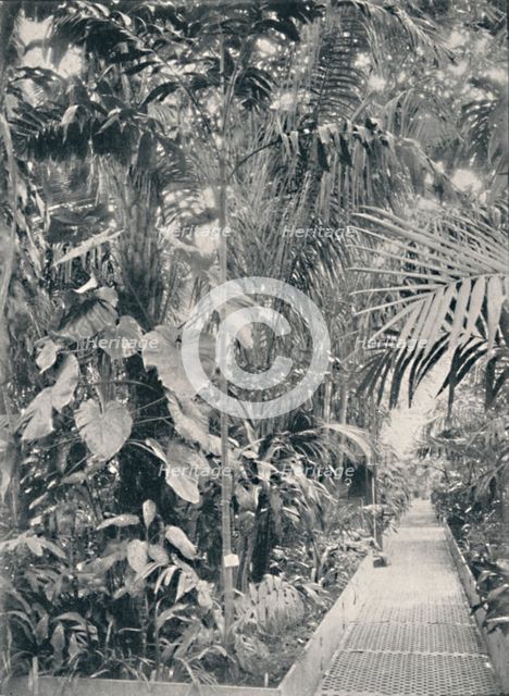 'Interior of the Great Palm House, Kew Gardens', 1904. Artist: Unknown.