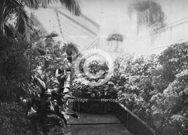 Interior of the White House greenhouse, Washington DC, USA, 1908. Artist: Unknown