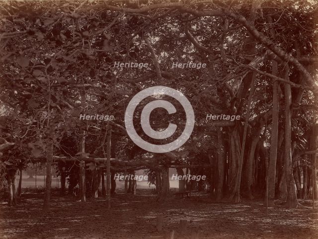 Interior View of Banyan Tree, Calcutta, 1860s-70s. Creator: Unknown.