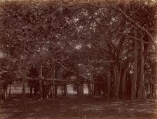 Interior View of Banyan Tree, Calcutta, 1860s-70s. Creator: Unknown
