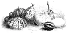 International exhibition of fruits, vegetables, etc., in the Horticultural Society's gardens, 1862. Creator: Unknown