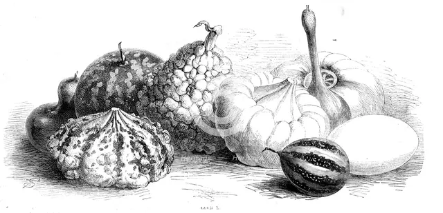 International exhibition of fruits, vegetables, etc., in the Horticultural Society's gardens, 1862. Creator: Unknown.