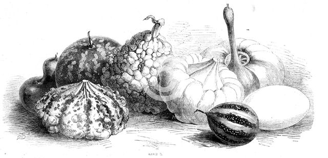International exhibition of fruits, vegetables, etc., in the Horticultural Society's gardens, 1862. Creator: Unknown.