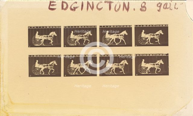Internegative for Horses. Trotting. Abe Edgington. No. 28, 1878. Creator: Eadweard J Muybridge.