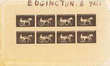 Internegative for Horses. Trotting. Abe Edgington. No. 28, 1878. Creator: Eadweard J Muybridge