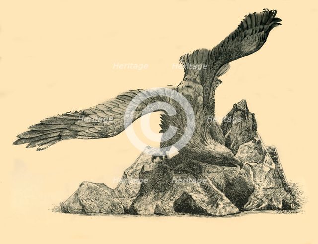 Incense burner in the form of an eagle, c1860, (1881).  Creator: J. I. Williamson.