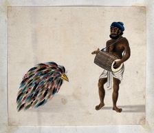 India: a drummer with an exotic bird, (between 1800 and 1899?). Creator: Unknown