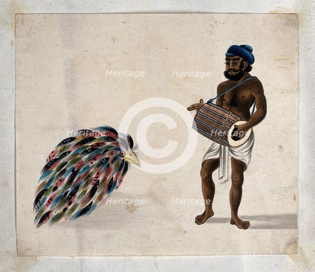 India: a drummer with an exotic bird, (between 1800 and 1899?). Creator: Unknown.