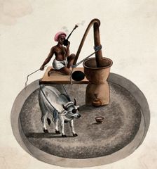 India: a man smoking a hookah whips a bullock who is drawing him..., (between 1800 and 1899?). Creator: Unknown