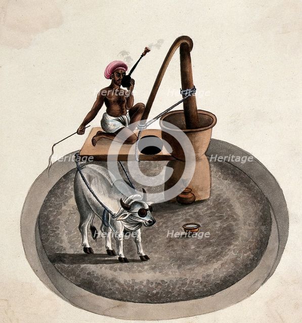 India: a man smoking a hookah whips a bullock who is drawing him..., (between 1800 and 1899?). Creator: Unknown.