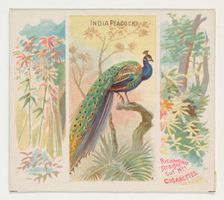 India Peacock, from Birds of the Tropics series (N38) for Allen & Ginter Cigarettes, 1889. Creator: Allen & Ginter