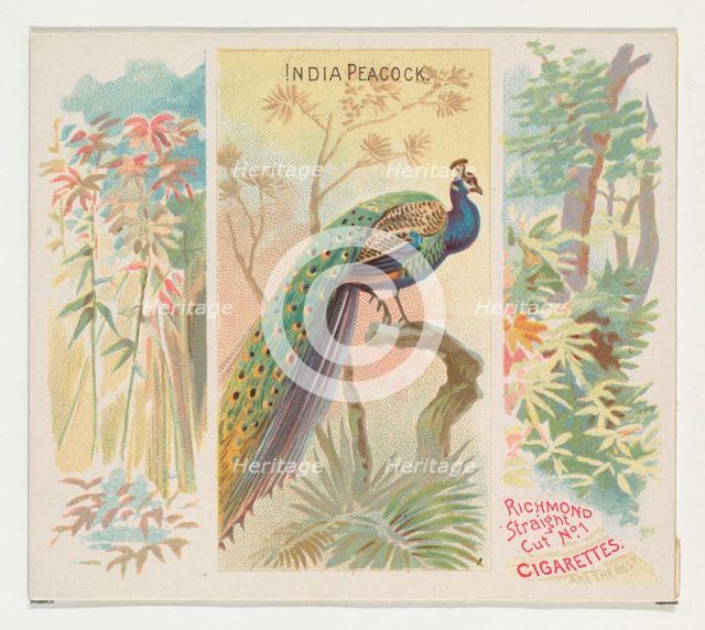 India Peacock, from Birds of the Tropics series (N38) for Allen & Ginter Cigarettes, 1889. Creator: Allen & Ginter.