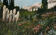 Indian Basket Grass growing in Mount Rainier National Park c1916. Artist: Asahel Curtis