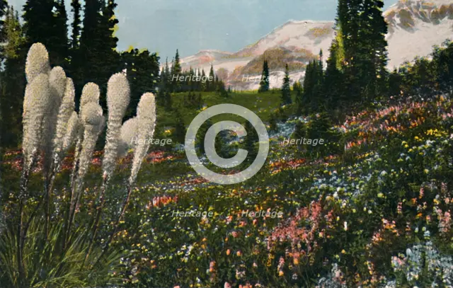 'Indian Basket Grass growing in Mount Rainier National Park', c1916. Artist: Asahel Curtis.