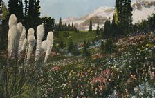 Indian Basket Grass growing in Mount Rainier National Park c1916. Artist: Asahel Curtis
