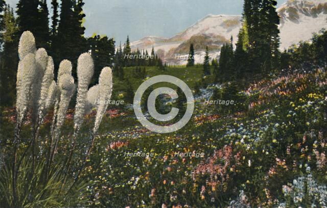 'Indian Basket Grass growing in Mount Rainier National Park', c1916. Artist: Asahel Curtis.
